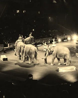 Circus Delman